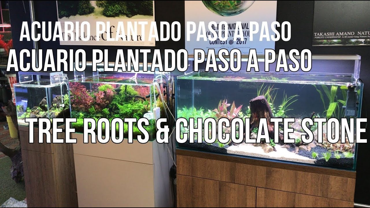 TREE ROOTS and CHOCOLATE STONE aquarium-  Montaje de acuario plantado paso a paso