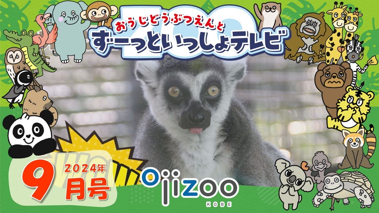 ヤマアラシの生態と特徴を紹介♪ワオキツネザルはどんなサル？ヤマアラシの針のふしぎに迫る！【＃18　おうじどうぶつえんとずーっといっしょテレビ】（2024年9月放送）