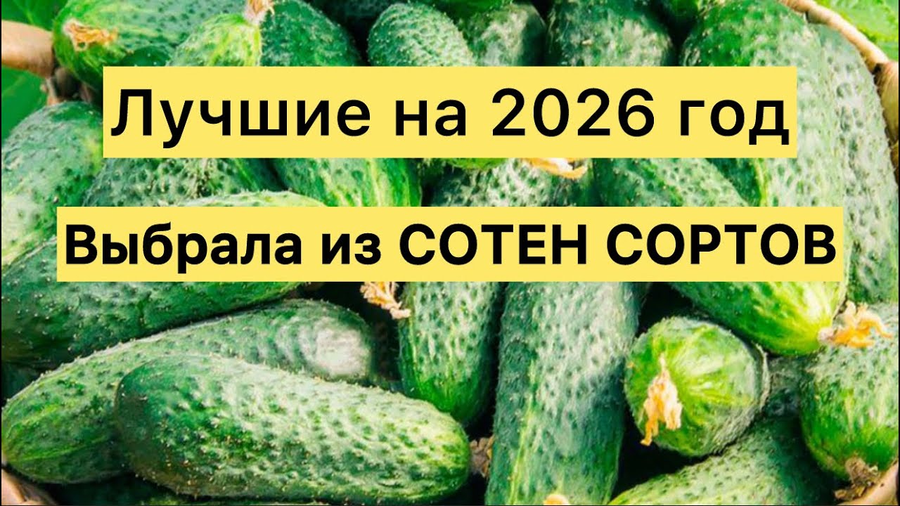 ЛУЧШИЕ ОГУРЦЫ на 2026 год, выбрала из сотен сортов, не болеют и УРОЖАЙ ВЕДРАМИ