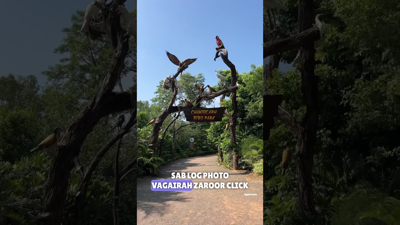 Chandigarh Bird Park 🦅🦜🦢🦚 #chandigarhbirdpark #chandigarh #chandigarhtourism
