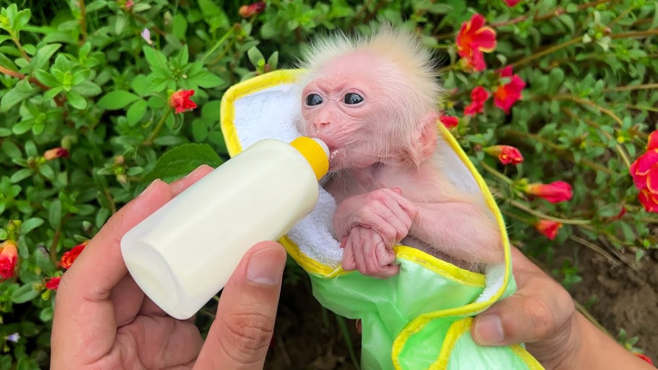 So great! Dad gives baby monkey Annie some milk and put her in a beautiful cradle