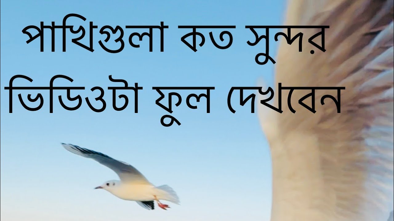 পাখিগুলা কত সুন্দর ভিডিওটা ফুল দেখবেন🥰  #viral #vlog #video #videoviral 