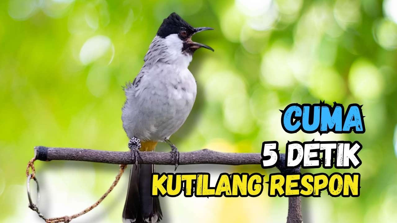 Hitungan Detik Kutilang Auto Respon Bunyi Gacor