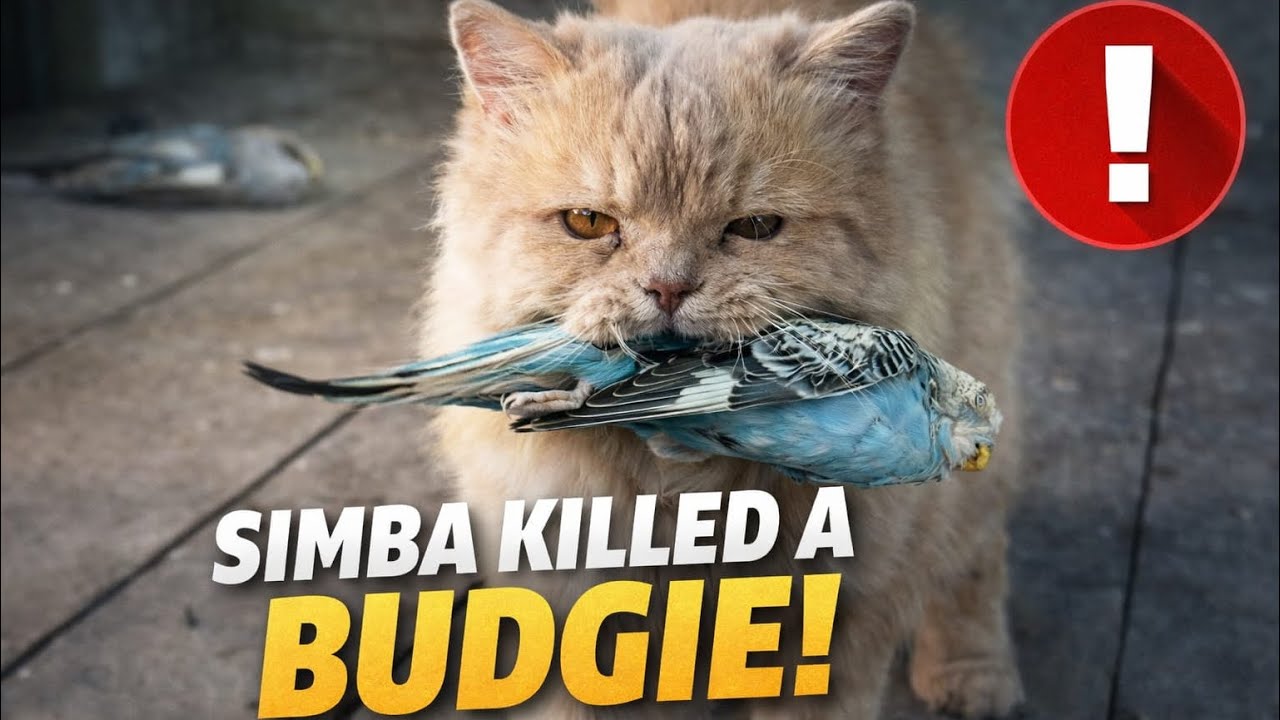 Simba ne budgie ko maar diya.😭