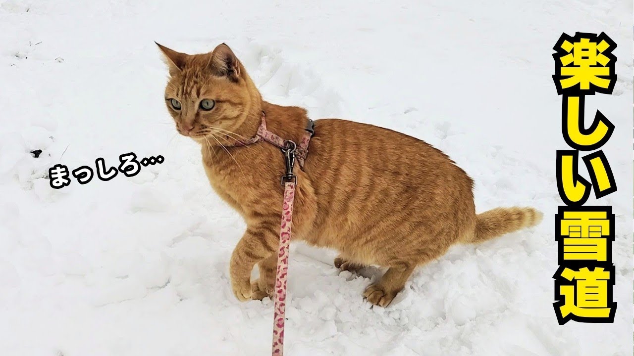 【猫動画】今年初の雪道散歩に嬉しさを隠せない
