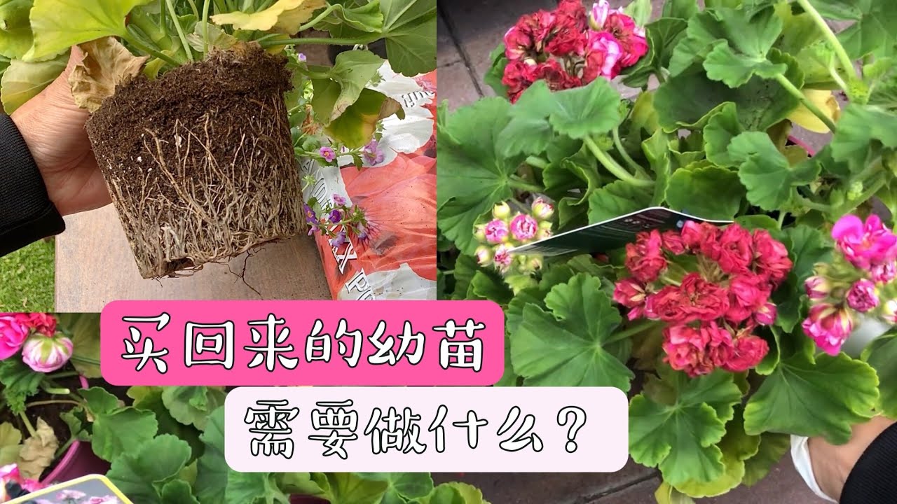 买回来的草本植物如何养护后期才会爆花爆盆/天竺葵种植/白雪蔓/百万小玲/配土的重要性/更换盆土的注意事项/16.05.2022
