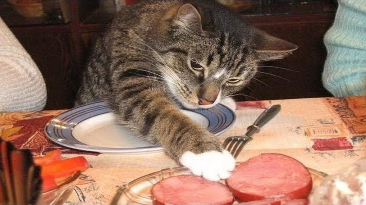 Funny Animal Videos 2023  -  Funny Cats/Dogs -  Part23 / Pet Zone