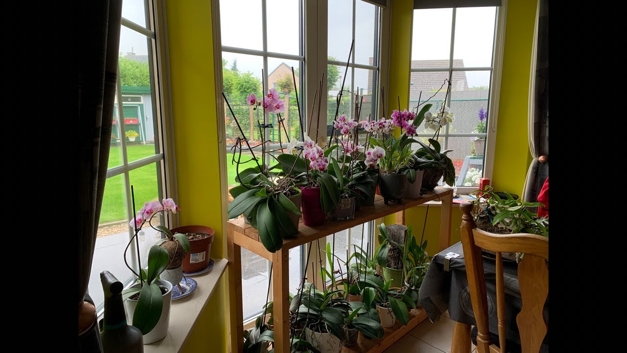 What’s fertiliser I use for my orchids