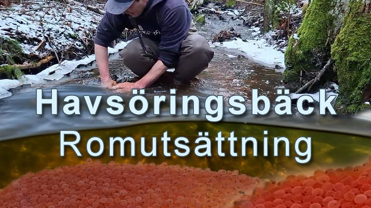 Havsöring (Salmo Trutta) romutsättning