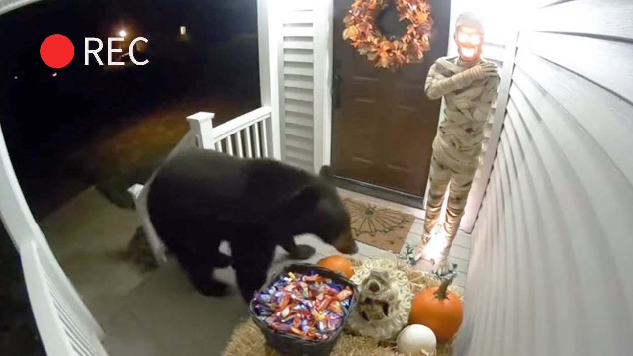 CCTV 🎃 Animal Halloween Series Scared by Decorations