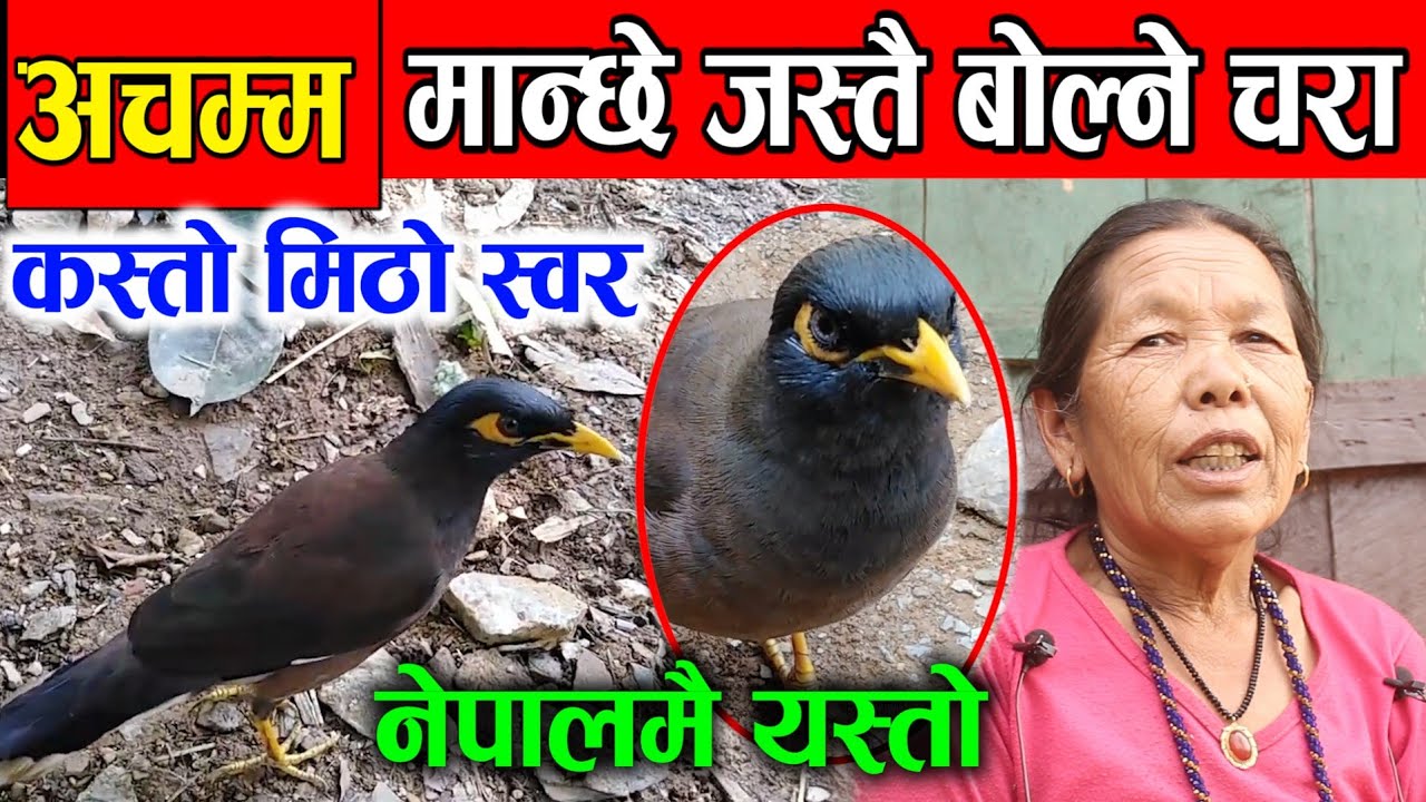 दुनियाँ चकित पार्ने चरा, दुरस्तै मान्छे जस्तो बोल्छ, talking bird in nepal .jagat khabar