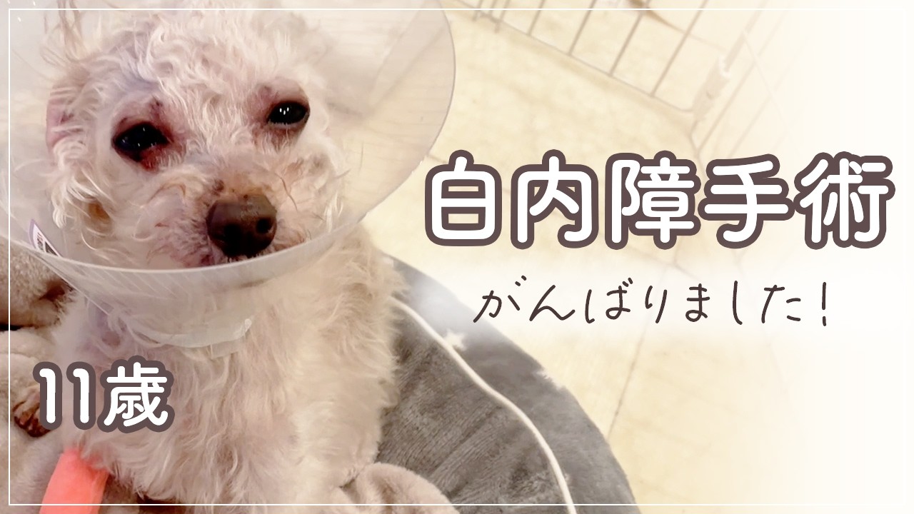 糖尿病の愛犬が突然の失明→白内障手術しました｜手術から3日間の記録｜手術するリスクとしないリスク｜11歳シニア犬｜50代 愛犬との暮らし｜アラフィフ