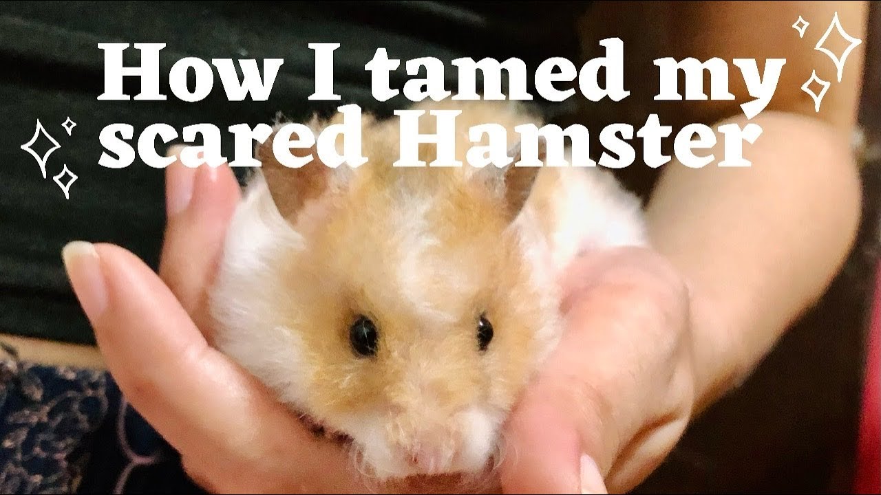 How I tamed my scared Hamster (Philippines)