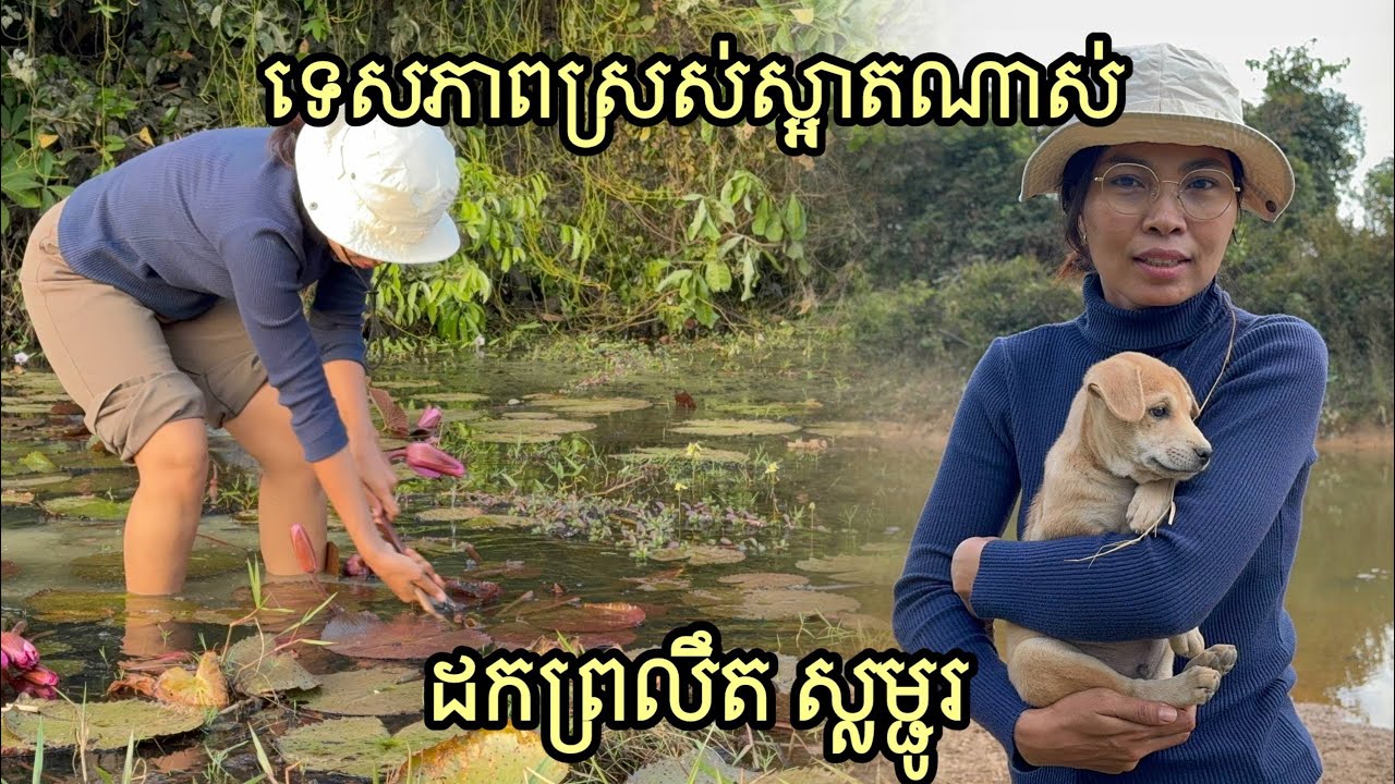 Beautiful Sunset at the ancient stream in the village | បេះ​ព្រលិត​មាត់​ស្ទឹង​ មេីល​ទេសភាព​ថ្ងៃ​លិច​