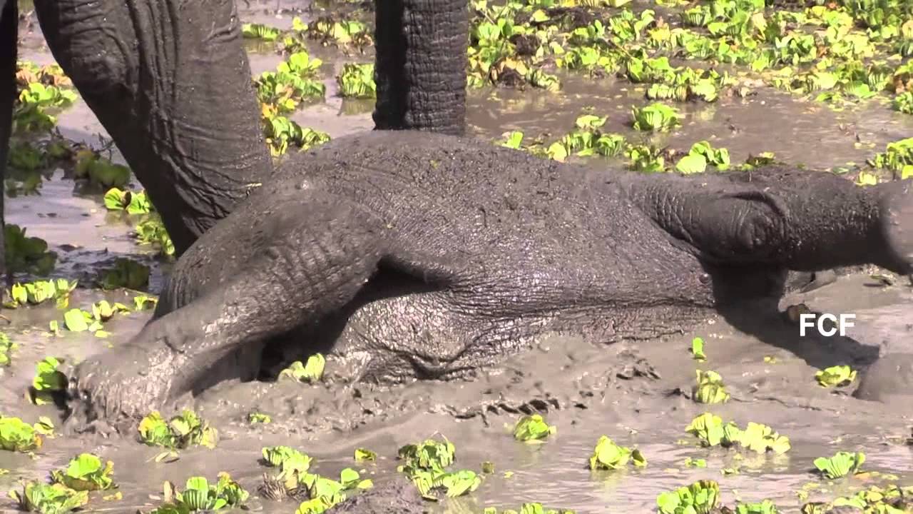 Elephant herd with babies grazes then enjoys watering pond -- Tarangire National Park in Tanzania