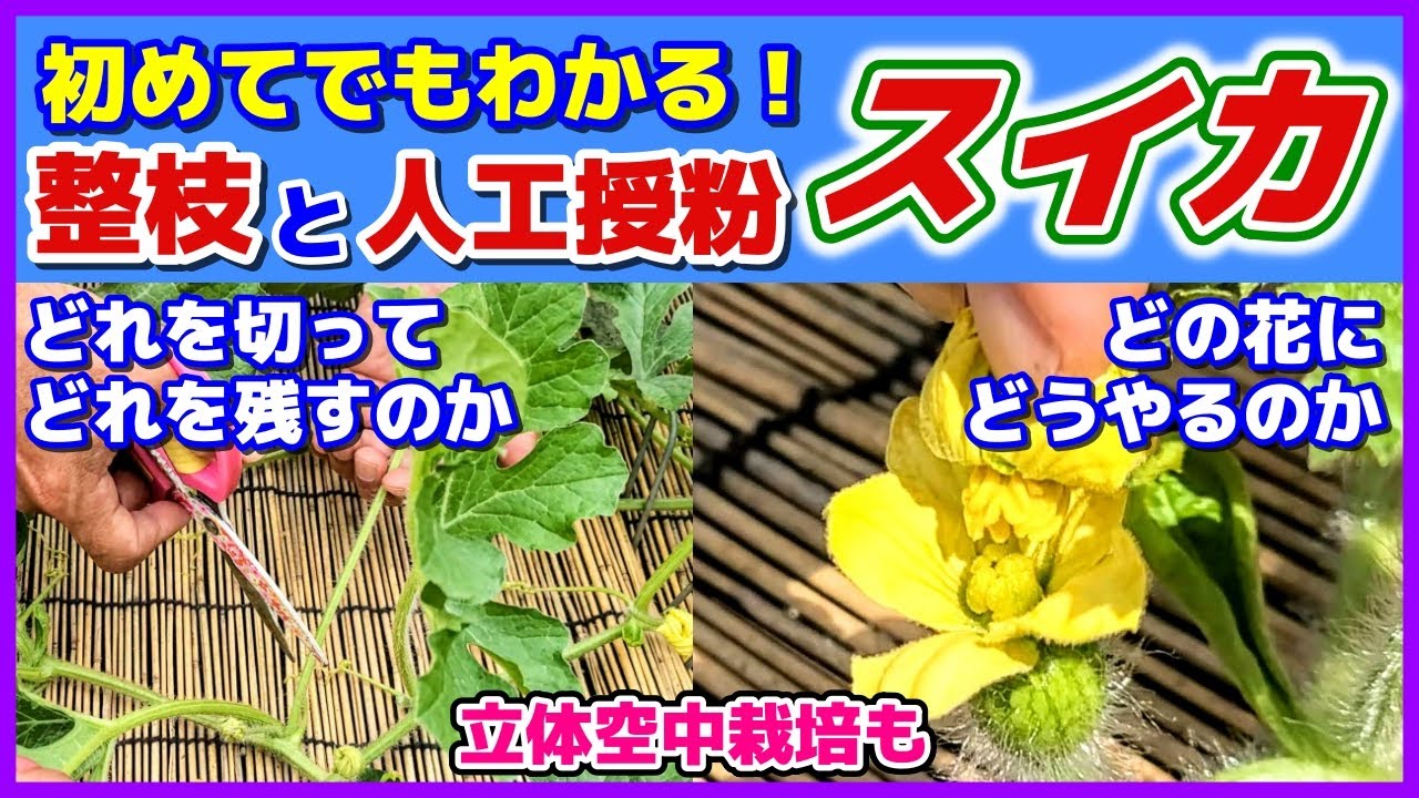 【スイカ】初めてでもわかる整枝と人工授粉／どれを切ってどれを残すか／脇芽（孫づる）剪定・仕立て方法／着果位置／大玉は地這い栽培・小玉はオベリスクで立体空中栽培／雨よけトンネル／家庭菜園／初心者向け