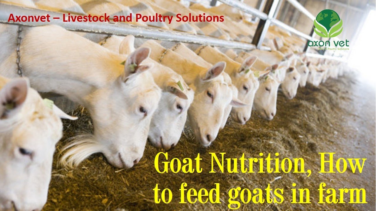 Goat Nutrition - How to feed farm goats - Practical Feeding of Goats - Livestock Production - 005