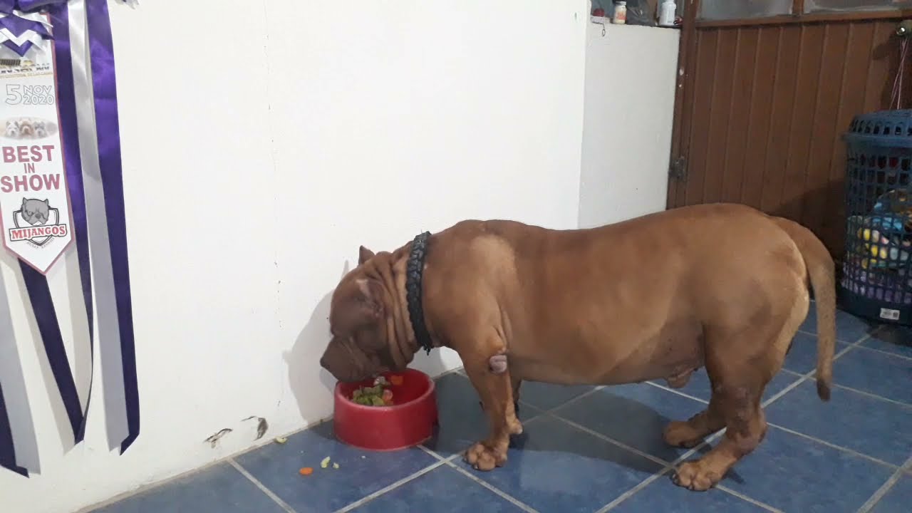 COMIDA PARA AMERICAN BULLY, PITBULLS Y PERROS DE TRABAJO 😉[BARF] economica, sana,facil preparacion.