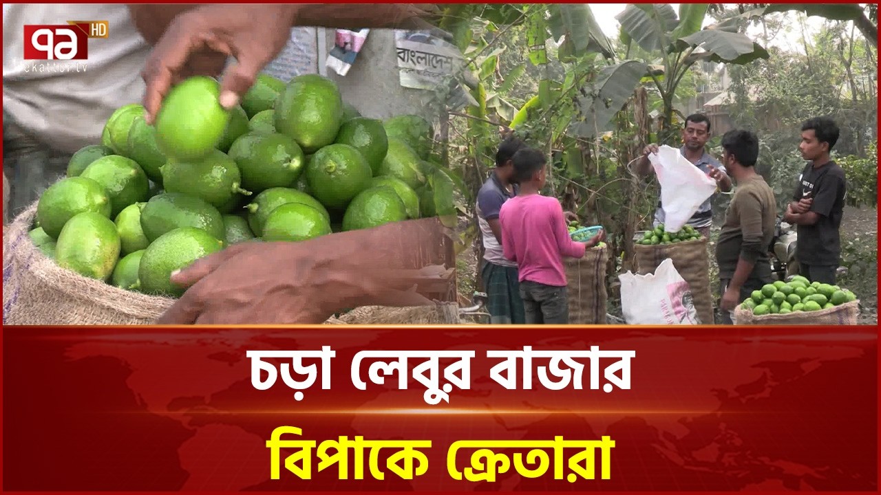 লেবুর দাম বাড়লেও ন্যায্য দাম পাচ্ছেন না নাটোরের কৃষক | Lemon Price | Natore | Ekattor TV