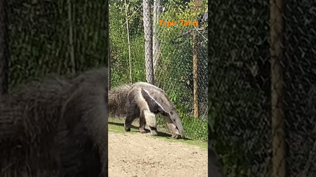 Tapir - Avifauna