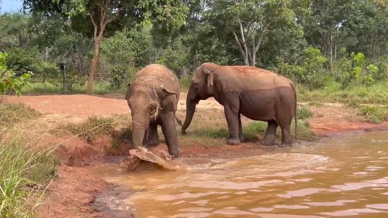 La vida de Pocha y Guillermina en el Santuario de Elefantes de Brasil