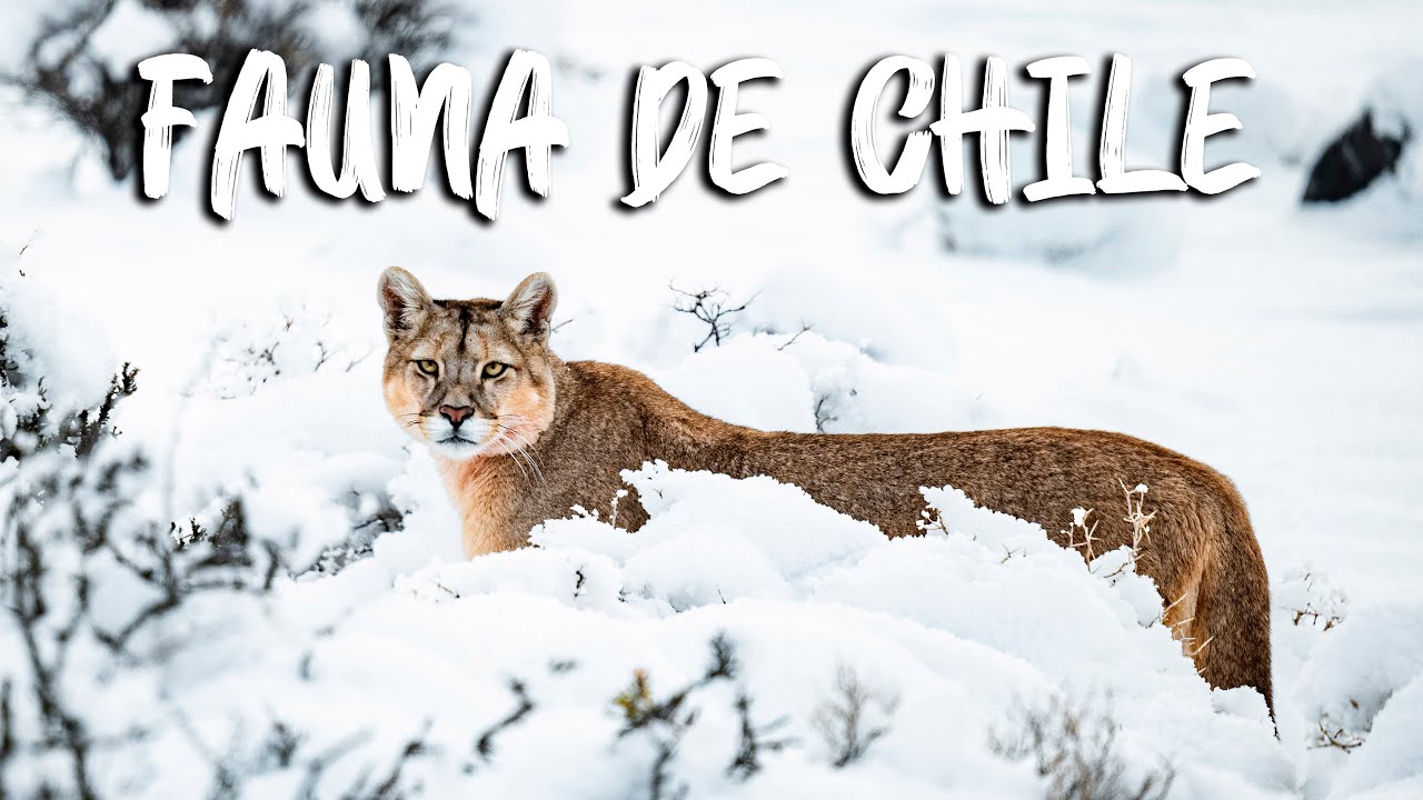 Fauna de Chile
