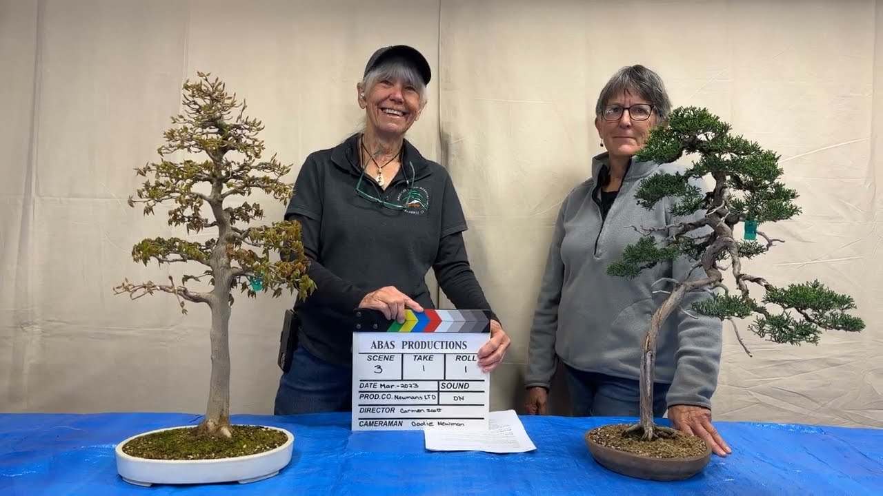 ABAS Seasonal Care Session 2 - March 2023  Juniper care and repotting