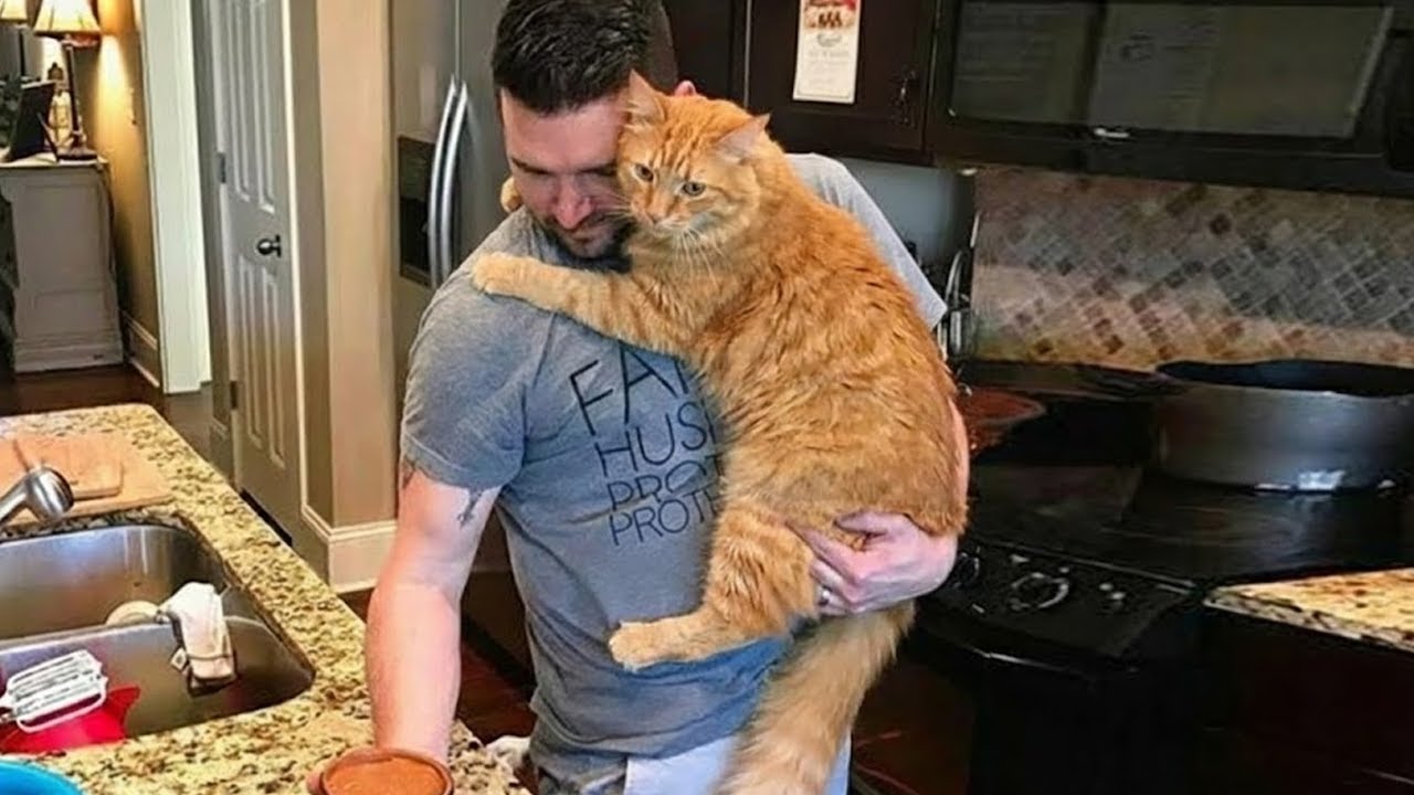 «Кошки запрещены!» — Папы, проигравшие битву 😹❤️