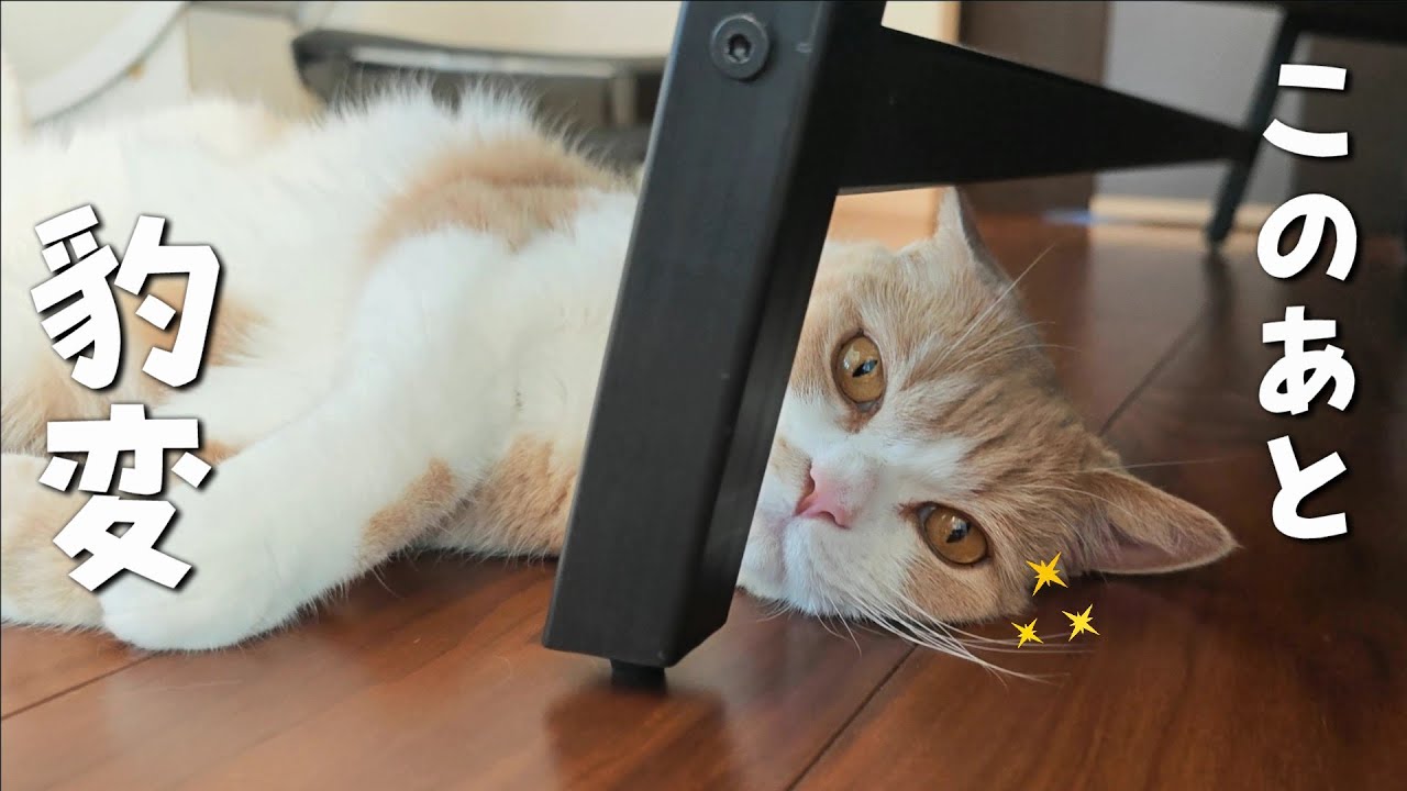 「これでもくらえ！」兄猫ちくわの強烈猫パンチが炸裂！