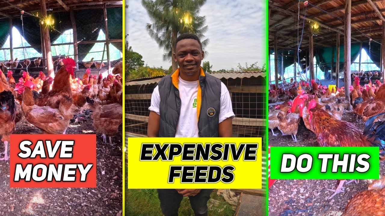 How To Make CHEAP Poultry FEEDS