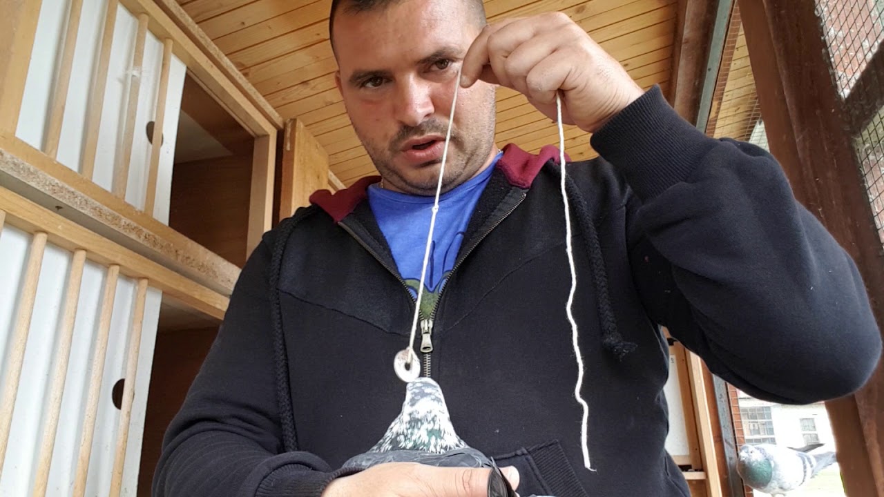 Porumbei voiajori deosebirea dintre femele si masculi
