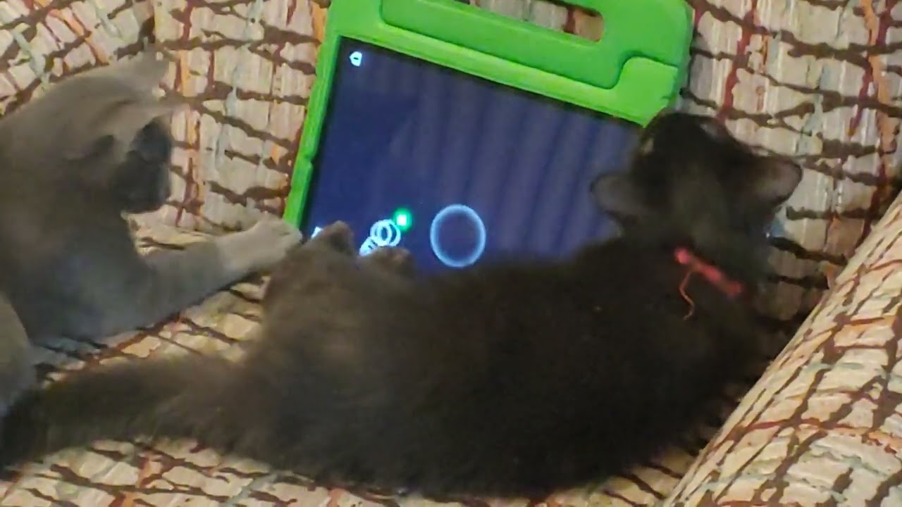 Fluffbutt plays with a tablet