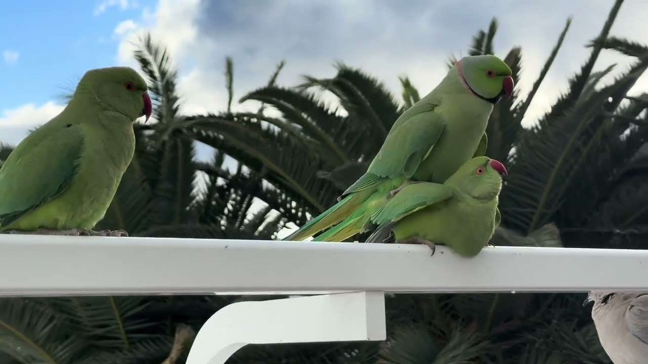 Balcony Bird Invasion 