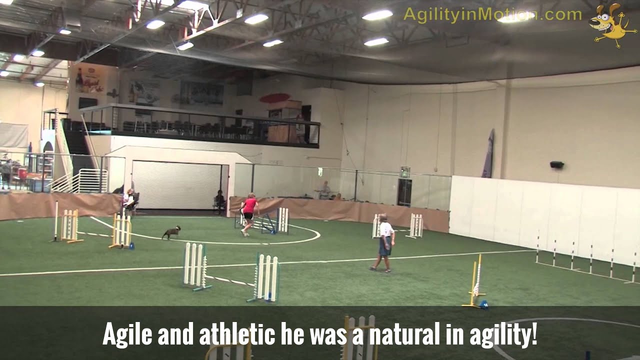 Boston Terrier Agility Jumpers