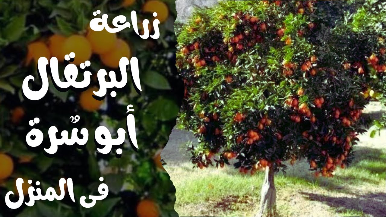 زراعة البرتقال أبو سرة 🍊