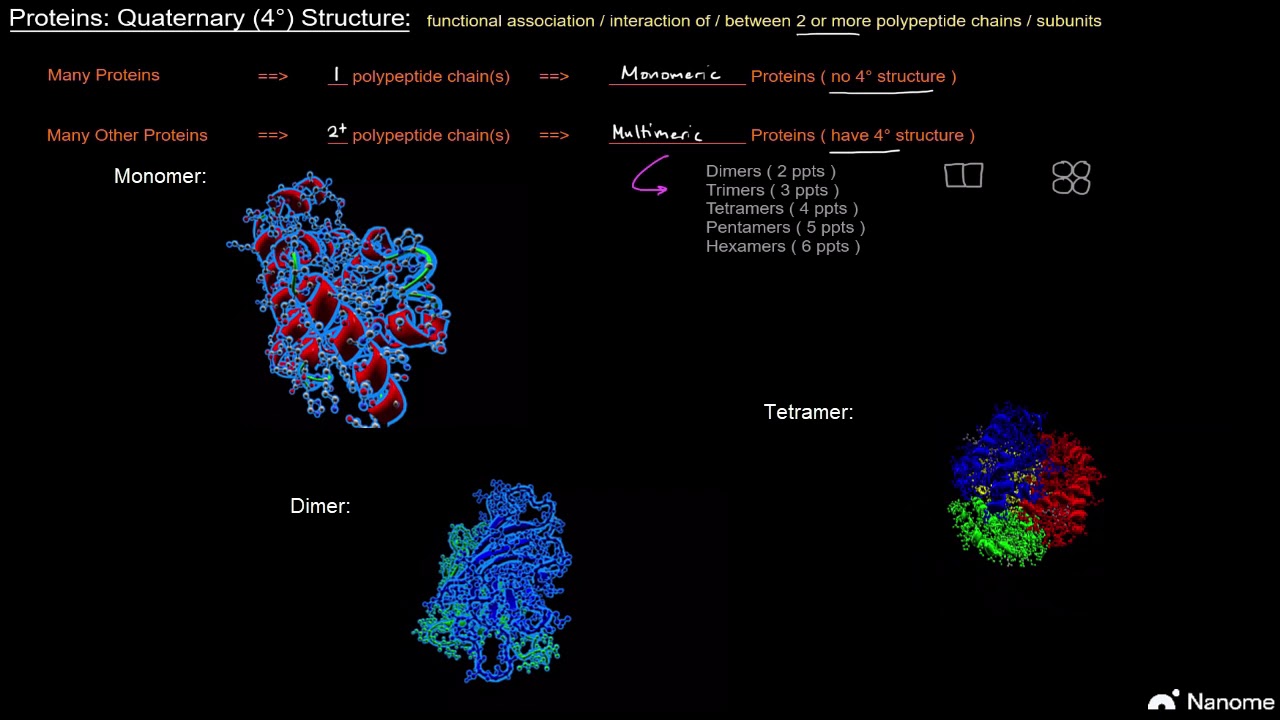 Protein Structure (Part 8 of 10) - Quaternary (4&deg;) Structure