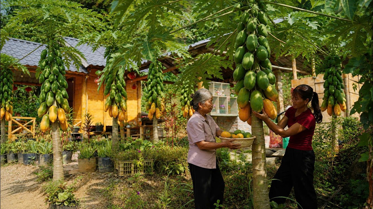 Harvesting papayas from the farm to make salad for sale&mdash;and the results exceeded expectations.