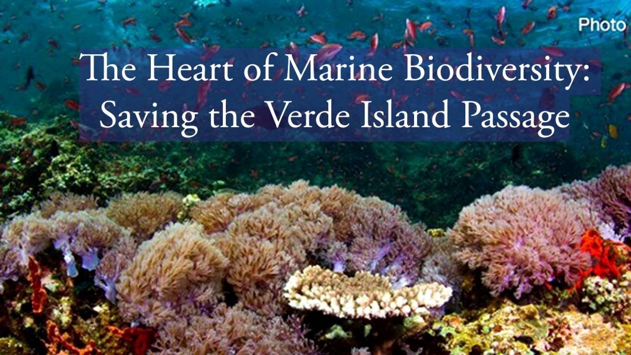The Heart of Marine Biodiversity  Saving the Verde Island Passage Highlights