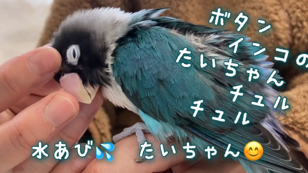 ボタンインコのたいちゃん！水浴び💦たいちゃん😊