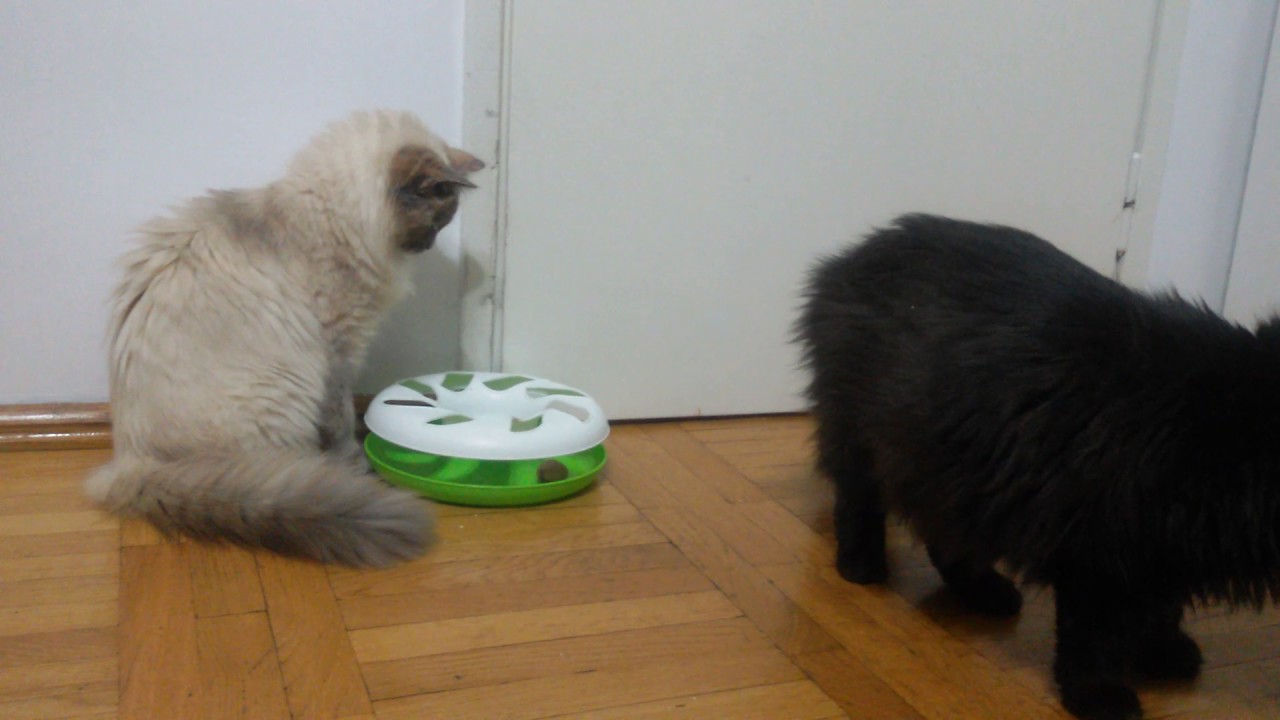 Kot Syberyjski i Neva Masquerade Hodowla ,,Romeo i Julia 