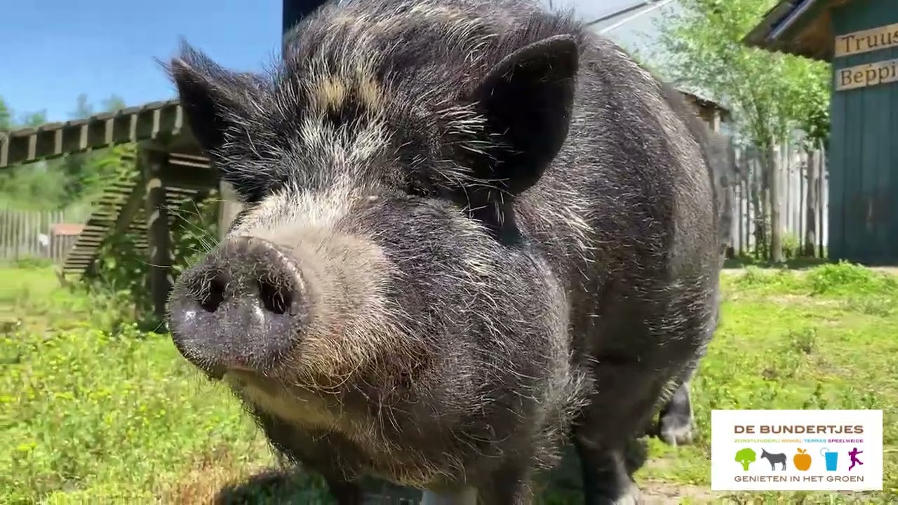 Gezocht: dierenverzorger bij de Bundertjes
