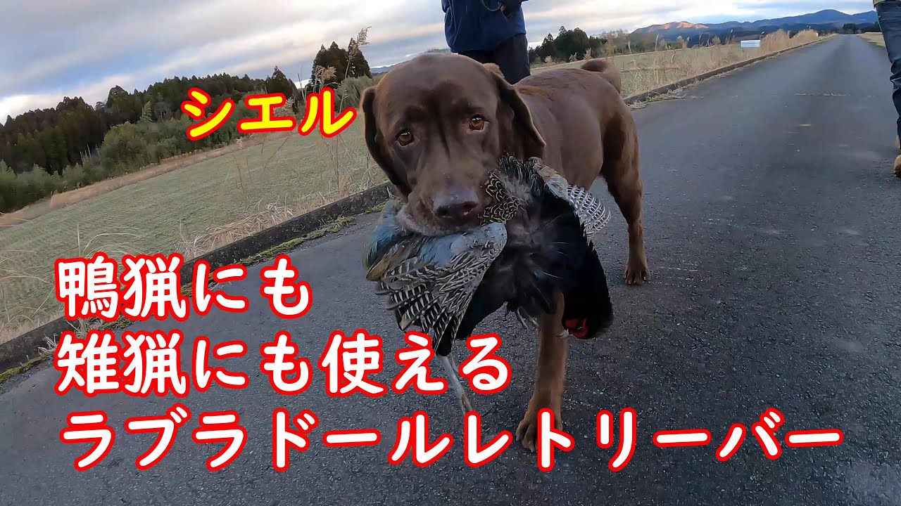 鴨と雉をラブラドールレトリーバーで獲ります　#狩猟　#鴨猟　#Hunting