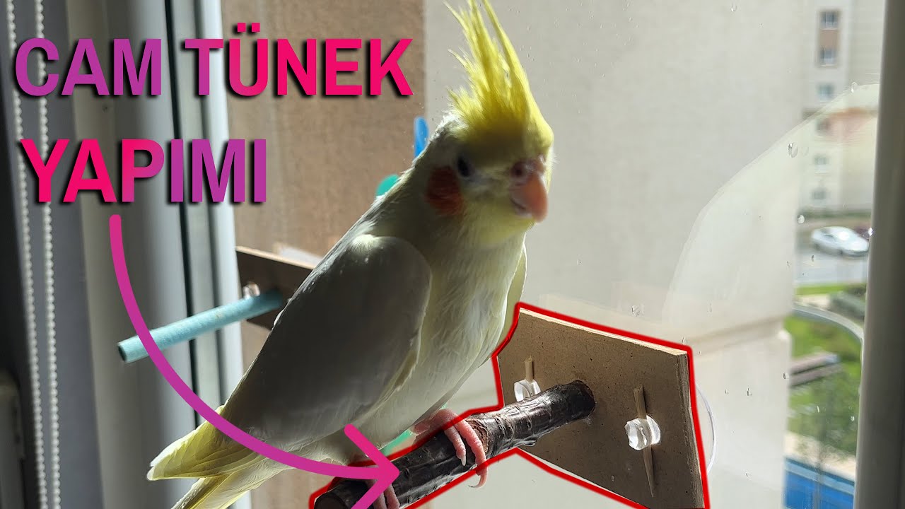 Kuşlar için Cam Tünek Yapımı