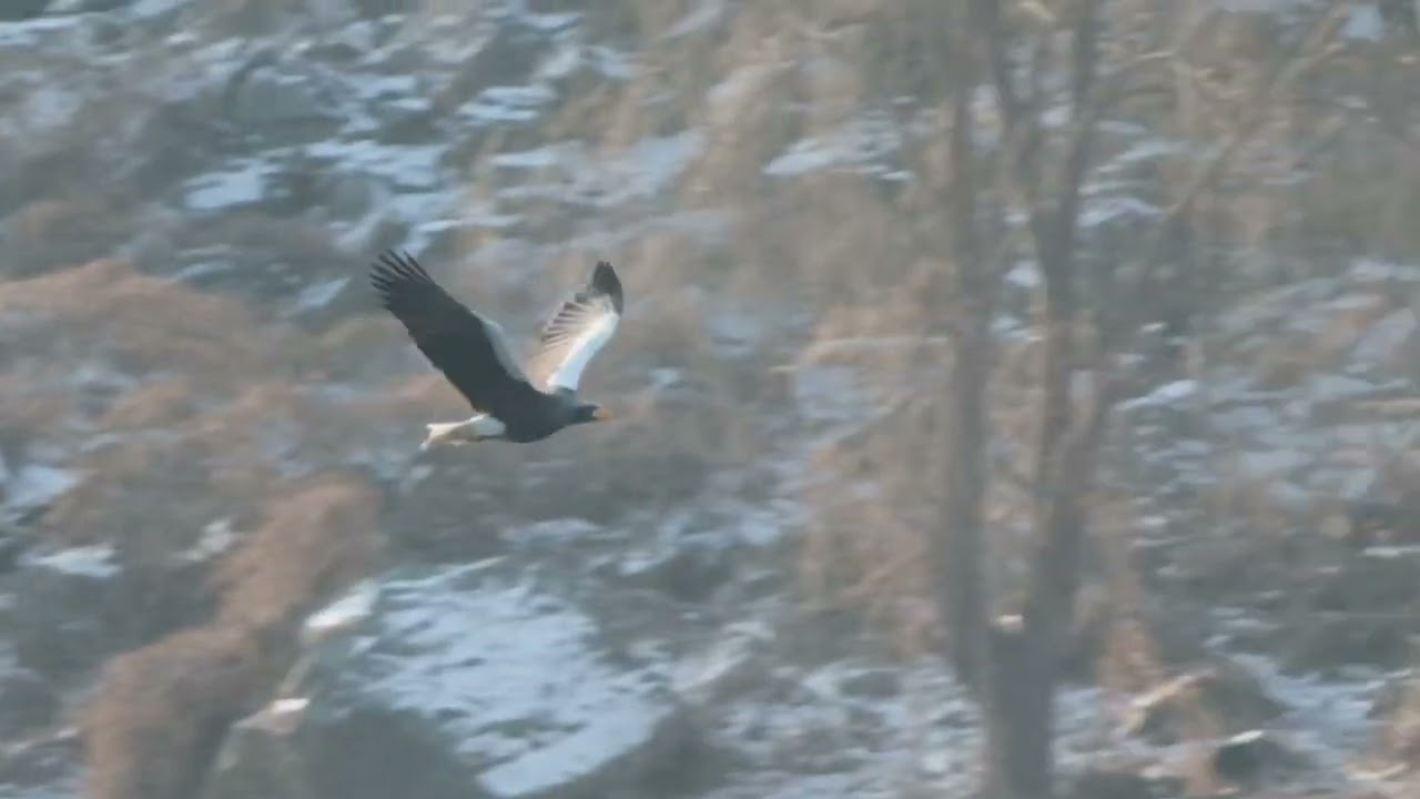 K 참수리(steller's sea eagle) 물고기 한 입 컷 