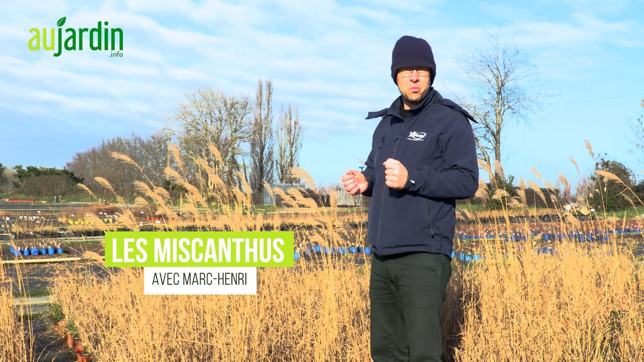 Le MISCANTHUS, une HERBE ORNEMENTALE FACILE d'ENTRETIEN