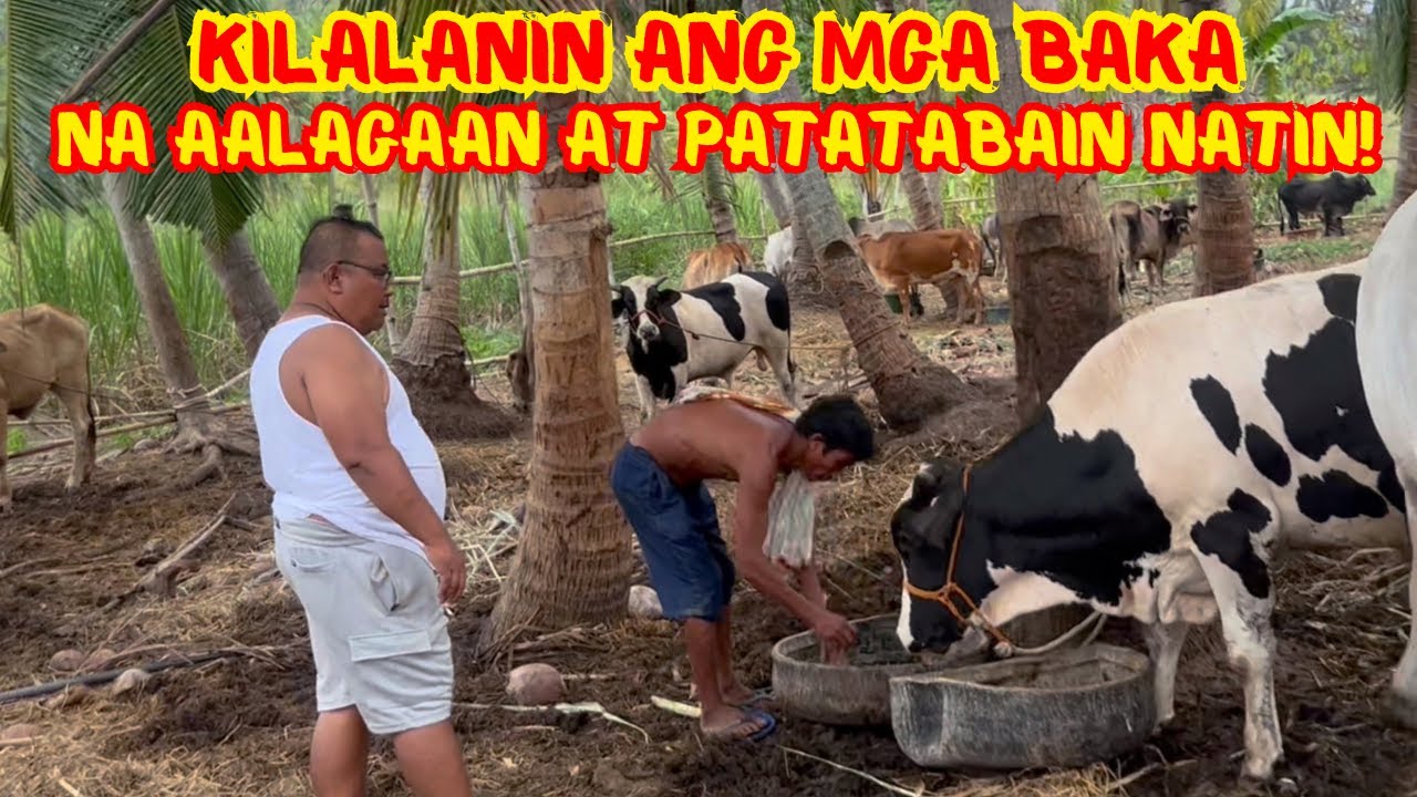 KILALANIN ANG MGA BAKA NA AALAGAAN AT PATATABAIN NATIN! | CATTLE FOR SALE | SOLLE'S GANDANG BUHAY