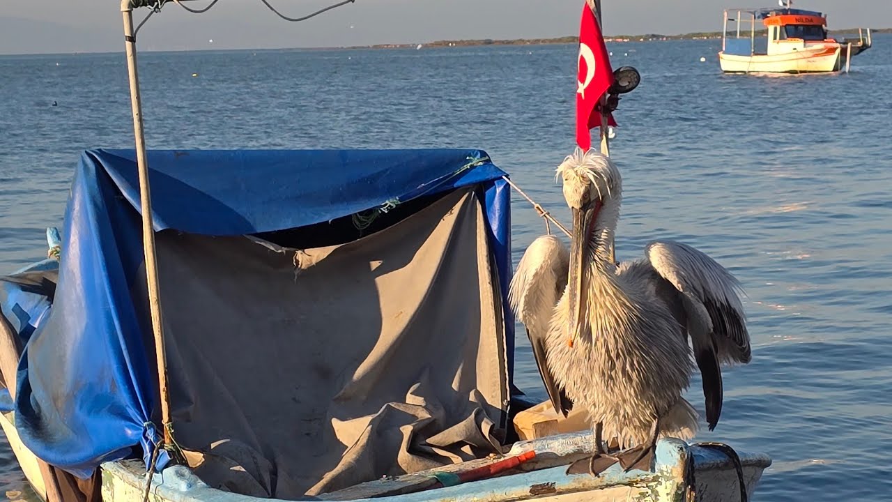 15 ŞUBAT PAZAR BALIK MEZATI CANLI YAYIN.