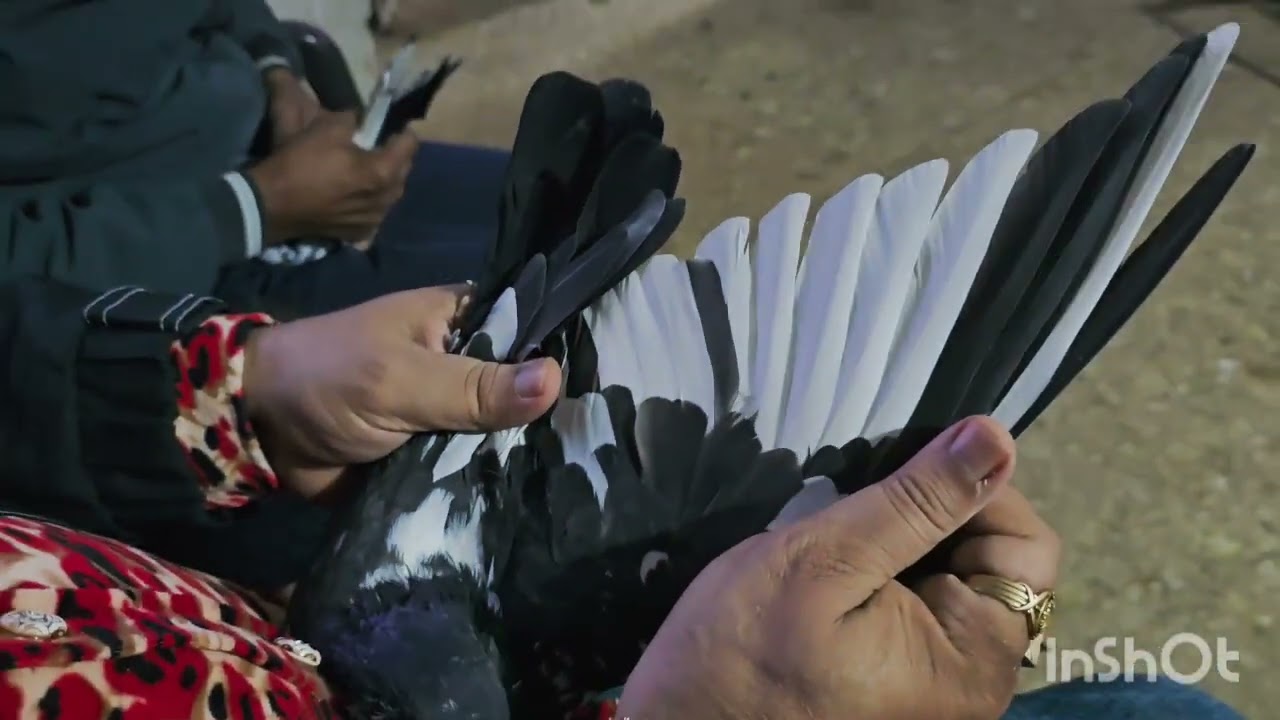 Khalifa Nita(Master Breeder).R.S.Pura #pigeon #khalifa#ustad