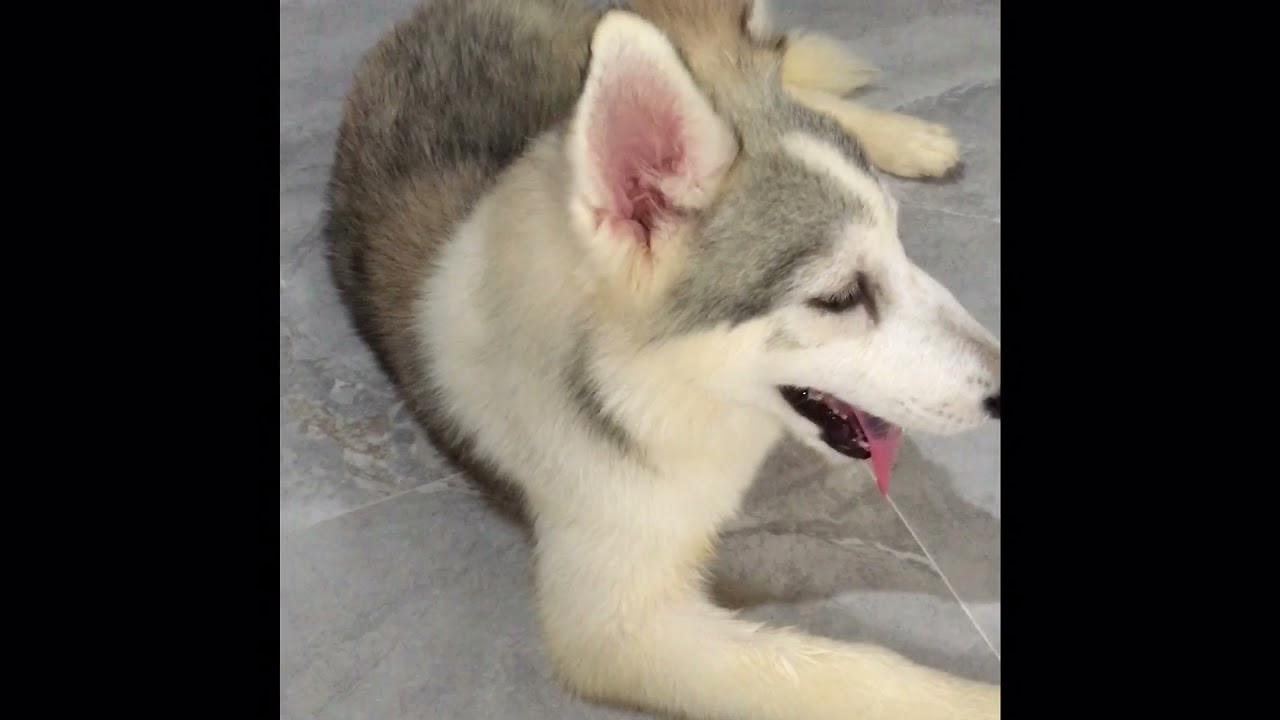 4 months old Siberian Husky Philippines.