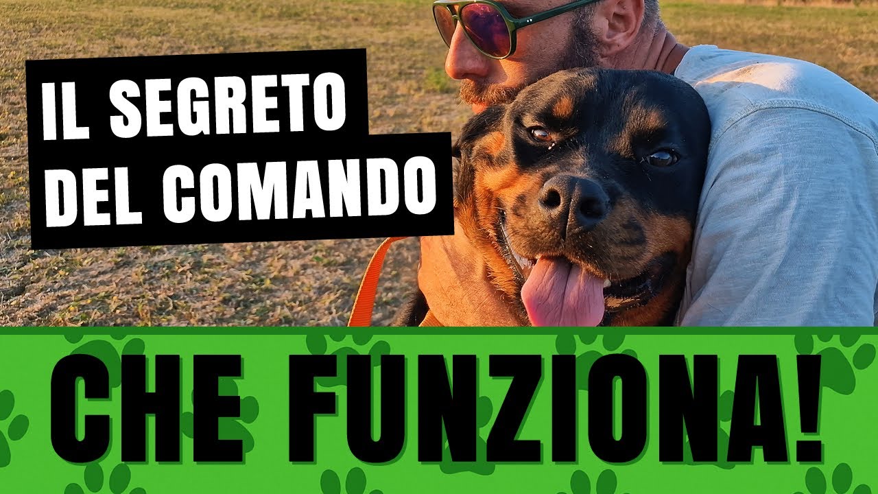 Dog training pratico: il SEGRETO del comando che FUNZIONA DAVVERO. Piacere VS Dovere